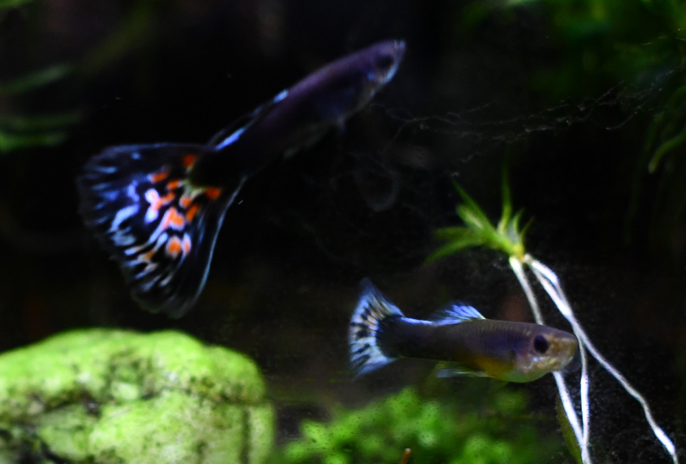 Firework breeding trio - Image 2