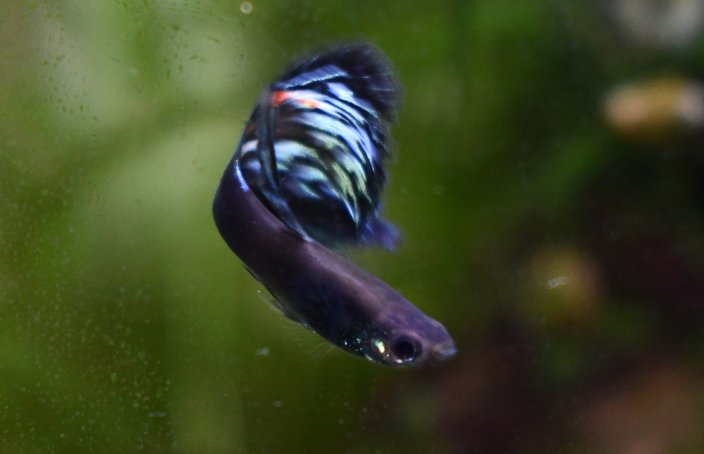 Firework breeding trio - Image 4