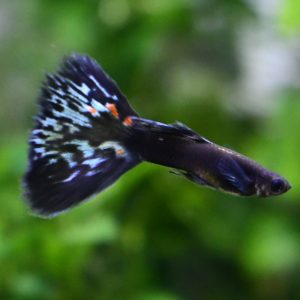 Firework breeding trio