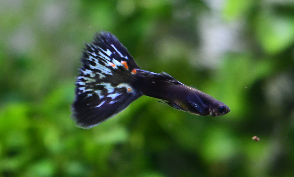 Firework breeding trio