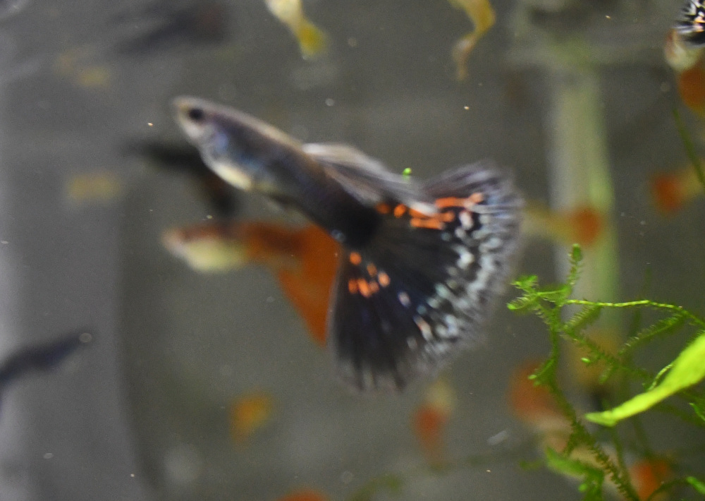 Firework breeding trio - Image 7