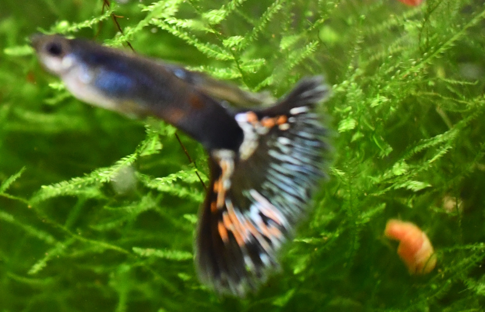 Firework breeding trio - Image 6