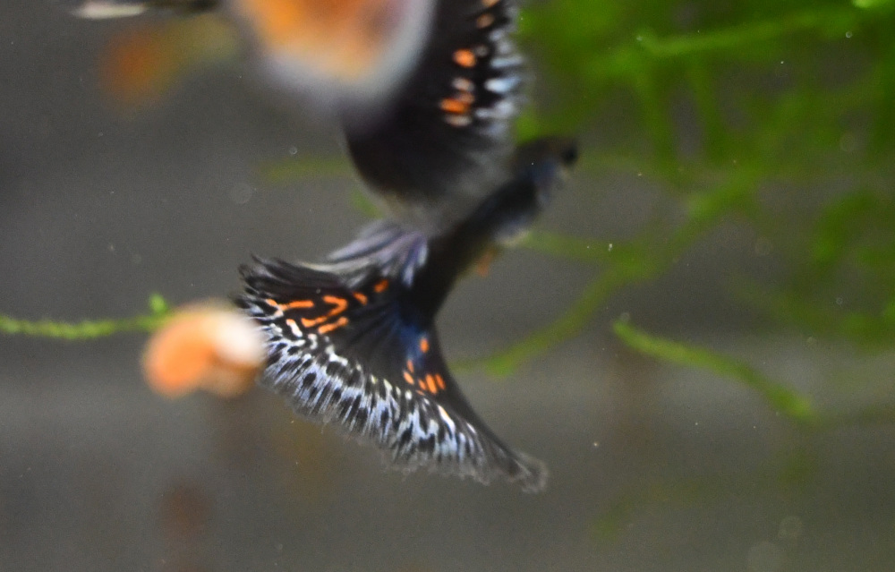 Firework breeding trio - Image 8