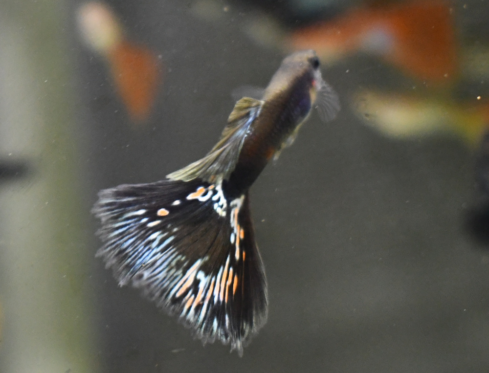 Firework breeding trio - Image 9