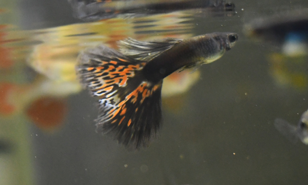 Firework breeding trio - Image 10