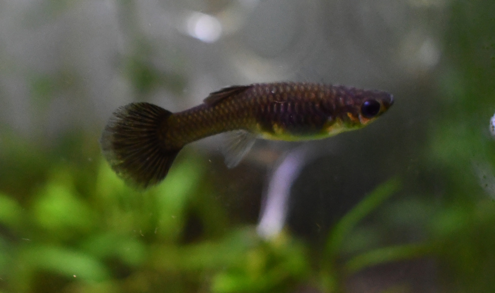 Firework breeding trio - Image 11