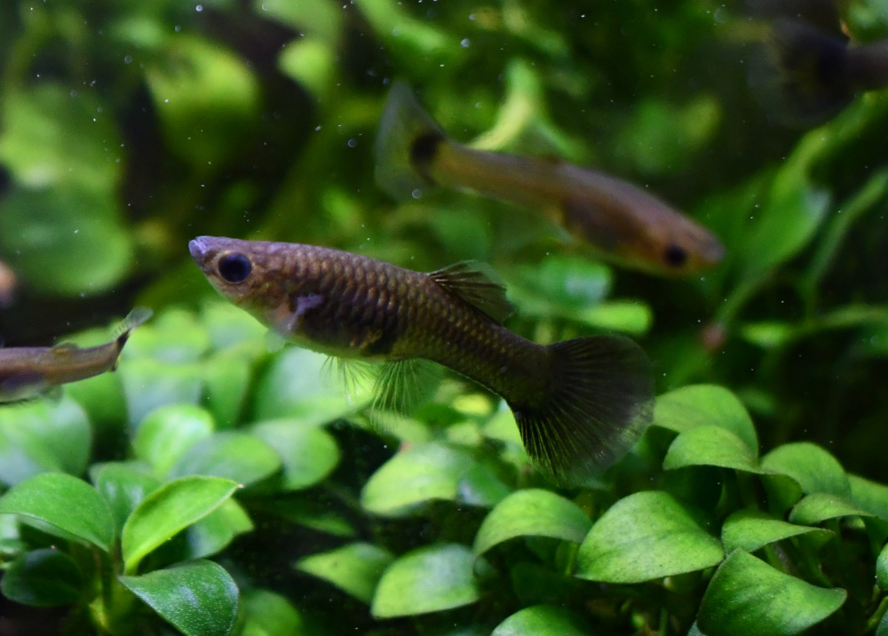 Firework breeding trio - Image 12