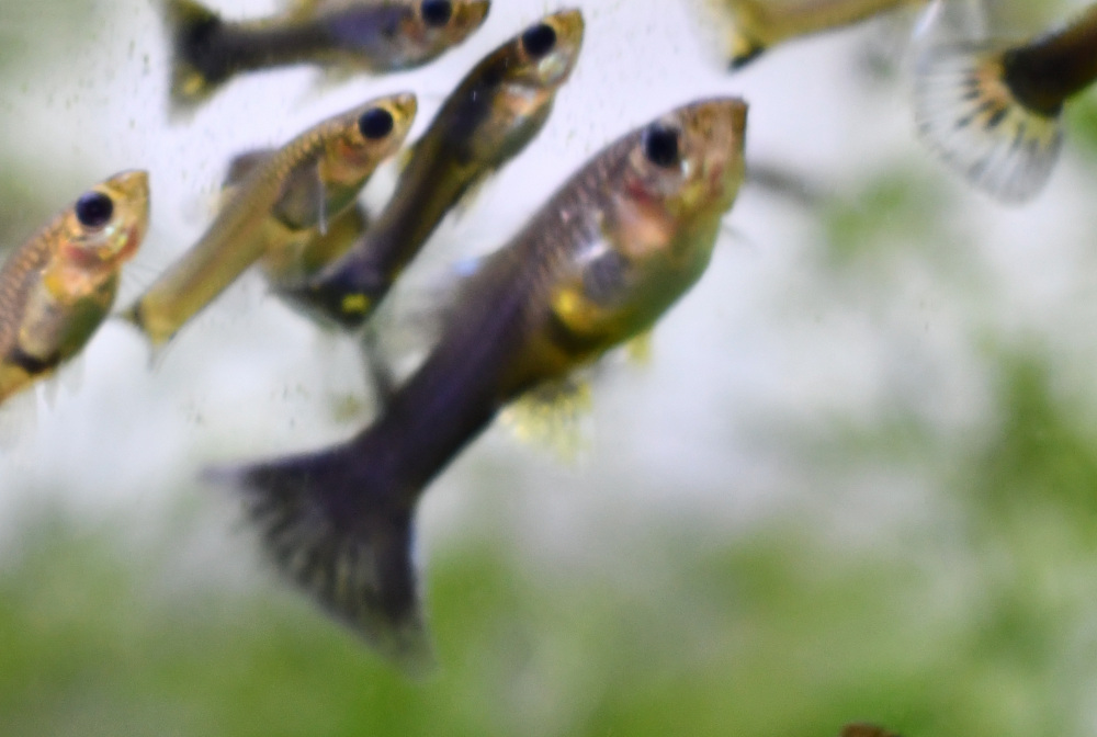 Firework breeding trio - Image 13